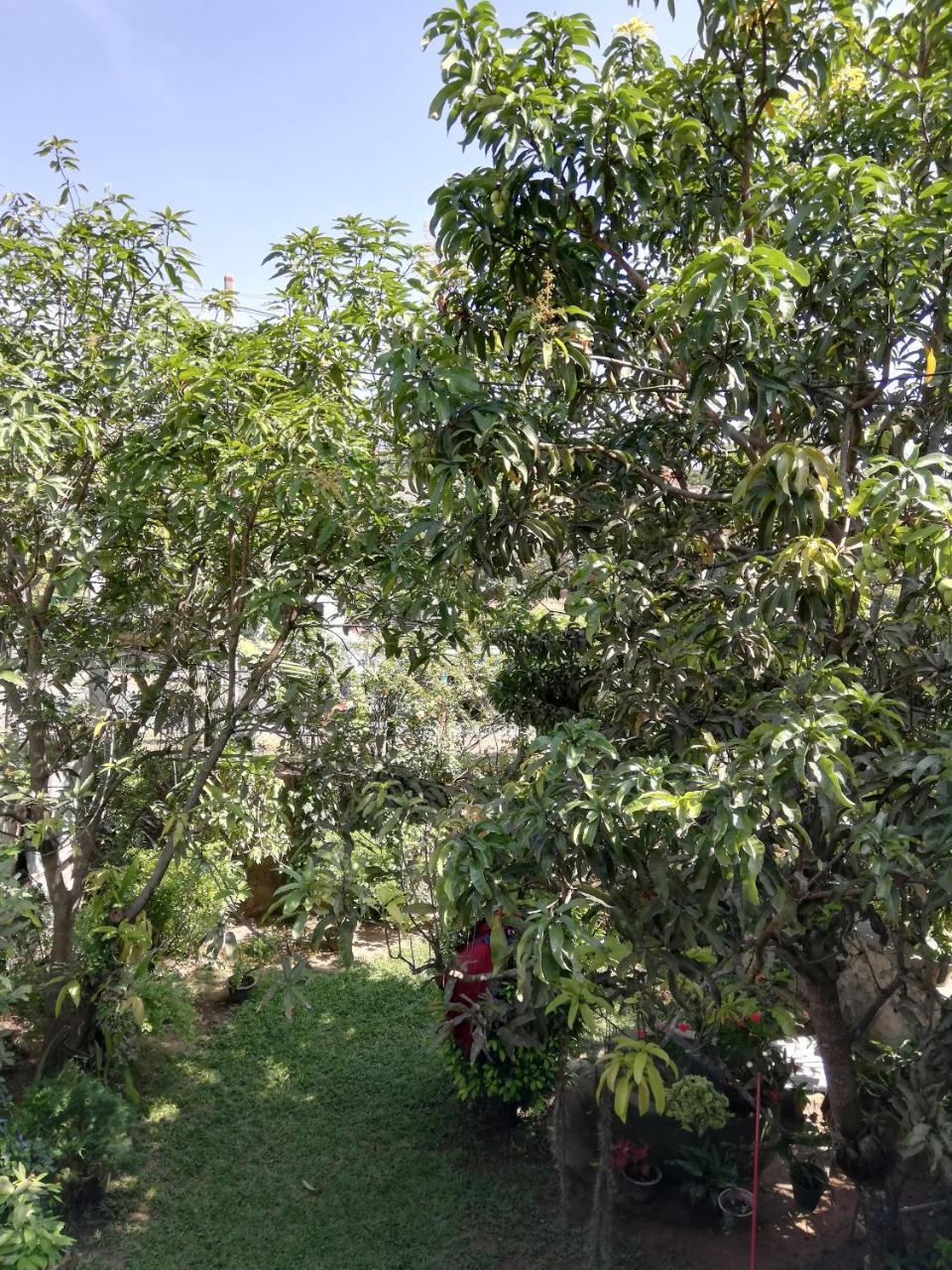 Nisadi Villa بينتوتا المظهر الخارجي الصورة